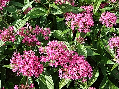 162 Longwood Gardens [2008 August 23]